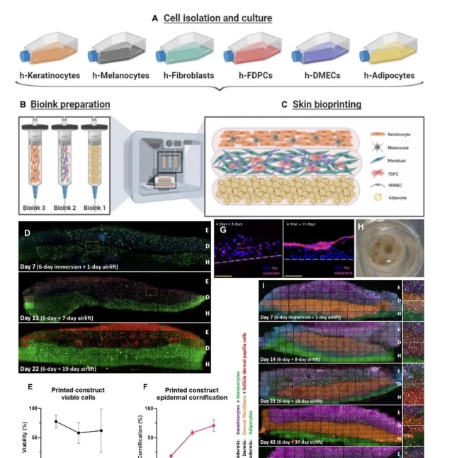 生物3D打印人類皮膚，同時打印6種細胞極為罕見，“數量”也是一種創新